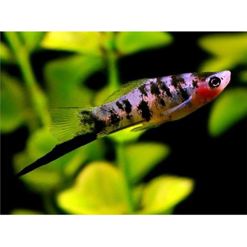 Xiphophorus helleri black marble - imagine 3